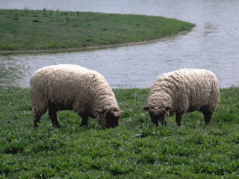 sheep.gif